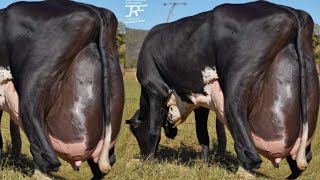 World Highest Milking 127Kg Milk Girlando Cow Vs Jersey Cow Breed 70Kg Milk [upl. by Danika218]