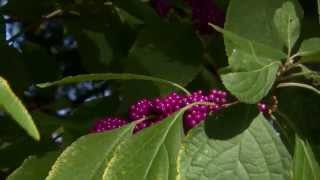 American Beautyberry [upl. by Corrina107]