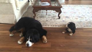 Bernese Mtn Dog Puppy Says Good Morning [upl. by Direj221]