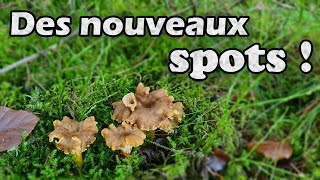 Chanterelles en tube  Une prospection fantastique [upl. by Giess242]