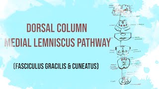 Posterior column Tract  Dorsal column medial lemniscus pathway  Fasciculus Gracilis and Cuneatus [upl. by Dett]