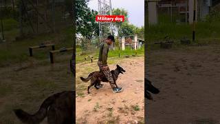 Intelligent military training dog 🔥youtubeshorts militarydogs dog viralshort viralvideo love [upl. by Gardiner]