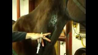 Ward Animal Hospital demonstration of an intravenous injection in a horse [upl. by Rossie]