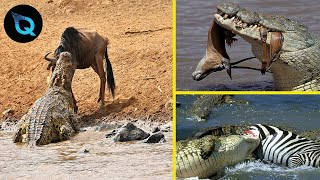 6 Ataques mais impressionantes de Crocodilos Capturados Por Câmeras [upl. by Edlitam]