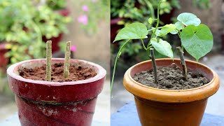 Grow This Plant To Save Your Family From Diseases  Best Medicinal Plant To Grow At Home [upl. by Acirtap]