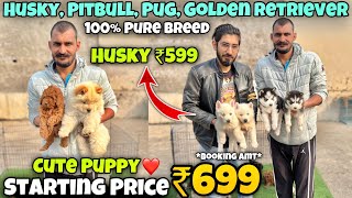 Cheapest Dogs Market In Delhi NCR  Husky German Shepherd Pitbull  Dog in 699Rs Rajender Pets [upl. by Gleich]