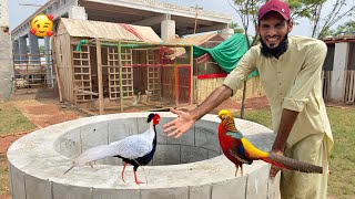 Golden Pheasant Or Silver Pheasant Bht Piyary Ho Gaye 🥰 [upl. by Eerrahs]