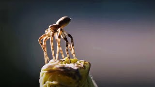 Flying Spiders  Animal Einsteins  BBC Earth [upl. by Baram]