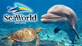 SeaWorld San Diego 2024 Guide  Top Tips Rides Shows amp Exhibits [upl. by Lyrac]