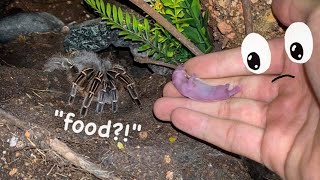 Feeding a Baby RAT to my TARANTULA  DISCLAIMER [upl. by Noyar]