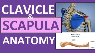 Clavicle and Scapula Anatomy The Pectoral Girdle [upl. by Safier]