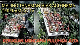 MALING TANAMAN HIAS AGLONEMA TEREKAM CC TV [upl. by Noswal883]