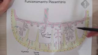 Fisiologia Placentária  Material Para Estudo [upl. by Naples]