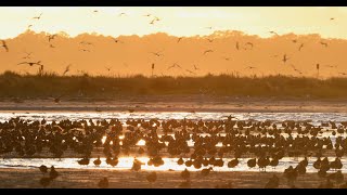 Deveaux Bank South Carolina Whimbrel Announcement [upl. by Naujat]