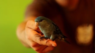 Aymara Pruhovana  Lineolated Parakeet [upl. by Las]