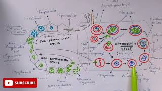 Plasmodium vivax in man phase  Detailed  Step by step  NEET  Bio science [upl. by Bigner]