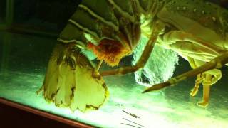 Lobster lay eggs [upl. by Airad]