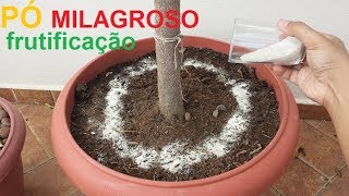 Faça sua frutifera frutificar com este pó milagroso melhor adubo para frutifera [upl. by Khorma]