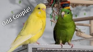 Pickles a 13 year old Lineolated Parakeet  She talks So adorable [upl. by Esorrebma]