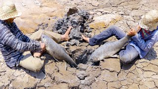 Find Secret Hole Fish In Dry Season  They Caught Giant Fish From UNDERGROUND Dry Mud [upl. by Atilam987]