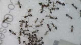 Fire ants vs Rasberry Crazy Ants [upl. by Mia]