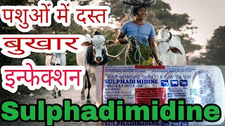 VetBolus Sulphadimidine Uses in Hindi [upl. by Dreeda78]