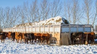 1600sqft Custom Cattle Feeder [upl. by Ignace532]