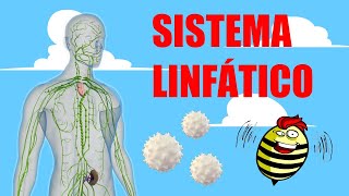 📗El increíble funcionamiento del SISTEMA LINFÁTICO 🩸📗 [upl. by Madi85]