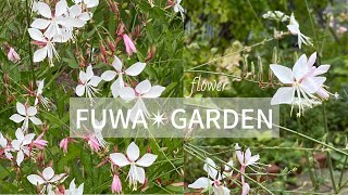 ガウラ。白蝶草育てやすい花。宿根草｜｜｜FUWA Garden｜｜｜ [upl. by Enieledam]