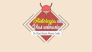 Histología de las Vías urinarias [upl. by Margalo]