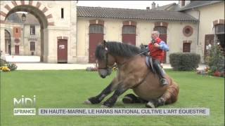 ANIMAUX  En HauteMarne le haras national cultive lart équestre [upl. by Evered]