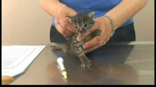 Kitten Care  DeWorming Kittens [upl. by Swope145]