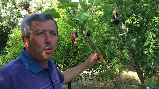 L orto del Futuro produzione pomodori e melanzane innestate su albero SOLANUM [upl. by Atilahs996]