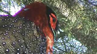 Western Tragopan Movie [upl. by Kcirdek]