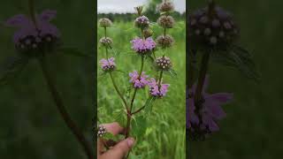 Зопник колючий Phlomis pungens🧐 flowerworld garden gardening [upl. by Luben]