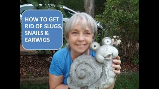 HOW TO GET RID OF SLUGS SNAILS AND EARWIGS [upl. by Hashum]