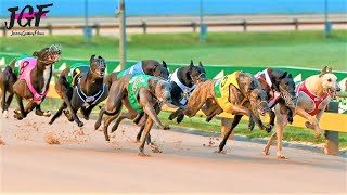 Australian champion Greyhound race [upl. by Ailaro611]