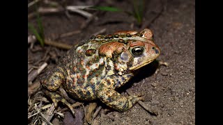 American Toad [upl. by Buchheim682]