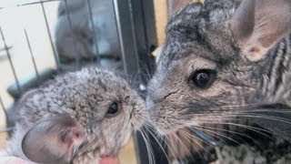 Baby Chinchilla Squeaks [upl. by Tawsha]