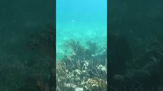 🤿 Mahahual 🪸 Arrecifes 🐠 Snorkel [upl. by Ettennil407]