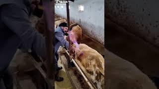 Veterinarian Performs Trocarization on Cow to Relieve Bloat [upl. by Ettenim779]