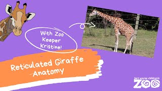 Reticulated Giraffe Anatomy Fort Wayne Childrens Zoo [upl. by Llertnom]