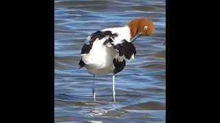 Avocets at laverton Creek October 2024 [upl. by Budworth]