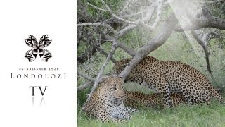 Two Male Leopards Mate with Female Leopard Londolozi TV [upl. by Streeto245]