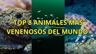 TOP 10 Animales Marinos Más Peligrosos [upl. by Cibis]