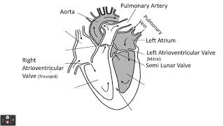 312 Transport in Animals e iThe structure of the mammalian heart [upl. by Yeaton]