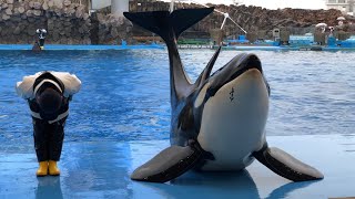 20190501 シャチの公開トレーニング【1430の回】名古屋港水族館 [upl. by Lach]