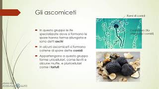 Classificazione funghi [upl. by Connel]