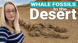 Ancient Whale Fossils Found In The Desert amp Evolution Of Whales Whale Valley Wadi ElHitan Egypt [upl. by Vetter]