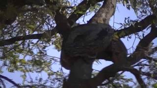 Huge Python and Giraffes in Kruger National Park [upl. by Acinat]